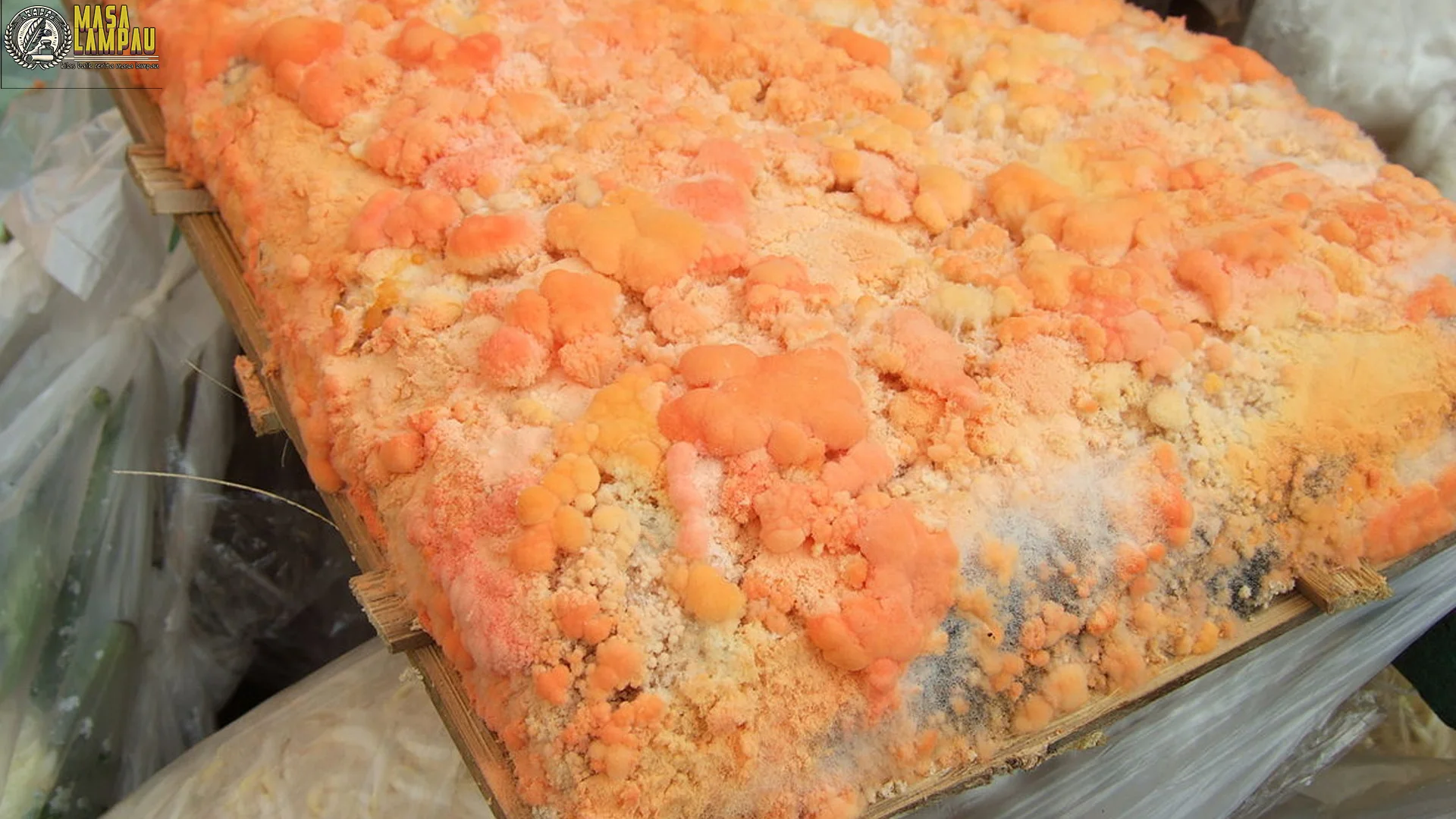 Sejarah Oncom Dawuan Asli Dibakar 3 Kali, Rasa Umami Meledak di Lidah!